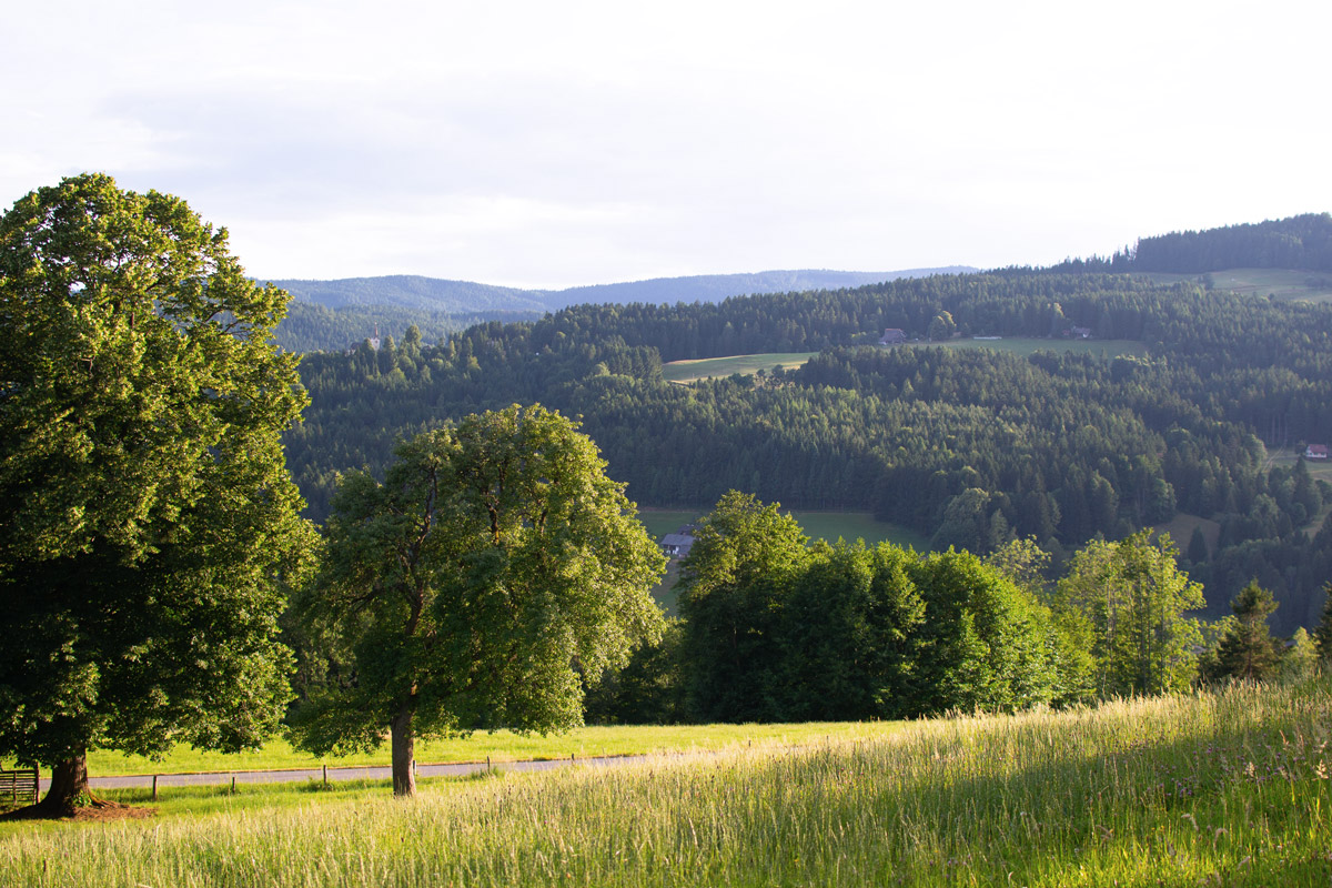 Beschreibung